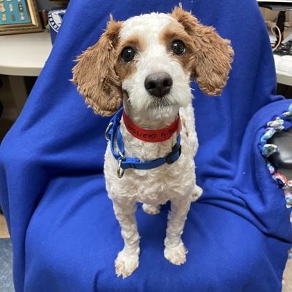 Marly - Available Tues. Feb. 10 @ 12pm