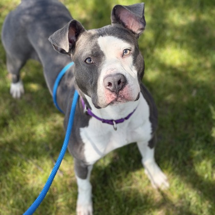 Lulu