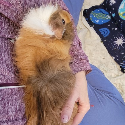 Sonny - Required Couple