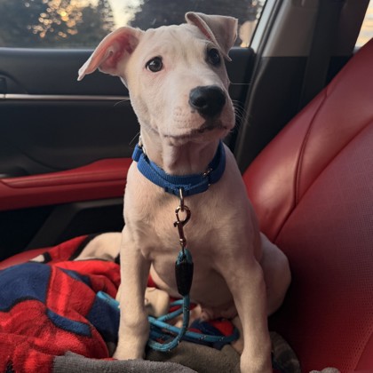 Arlo