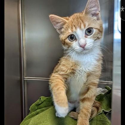 Garfield