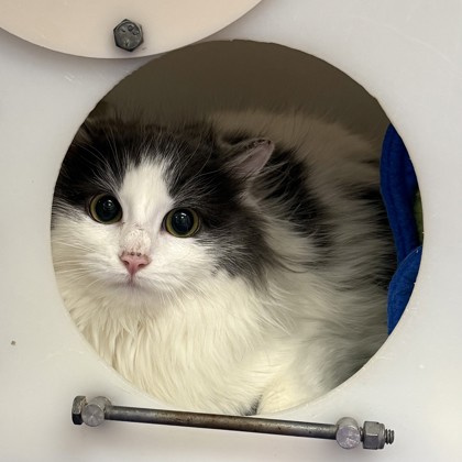 Sprout - Working Cat!