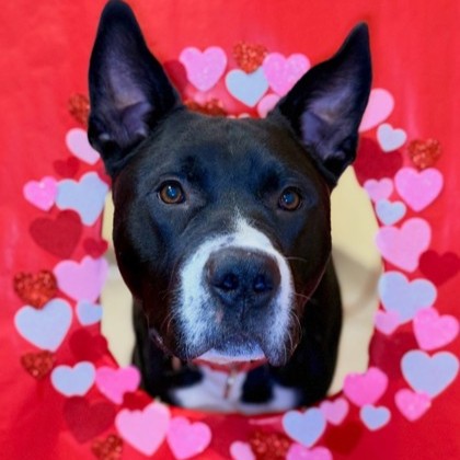 Smokey - Benchwarmer!