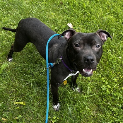 Foster