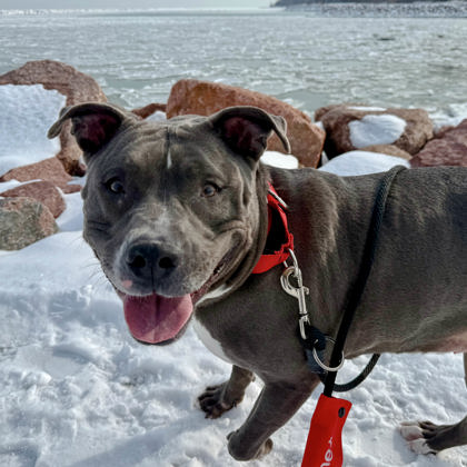 Bella - Benchwarmer!