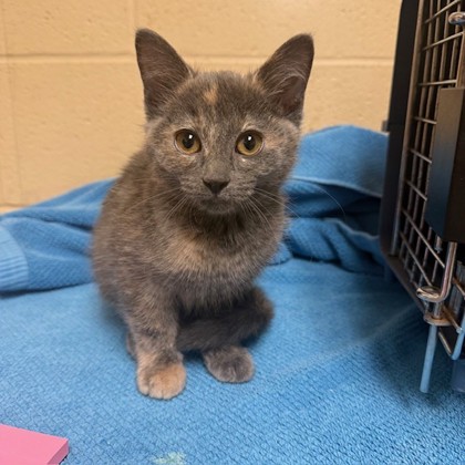 "Plum" - Adoption Hold