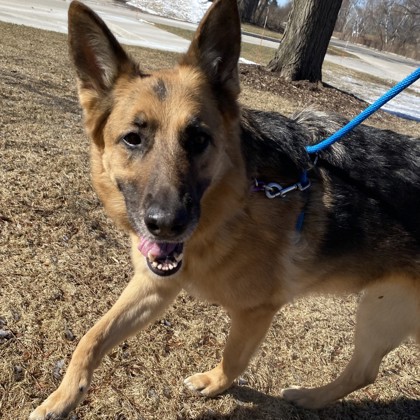 Chloe - Benchwarmer!