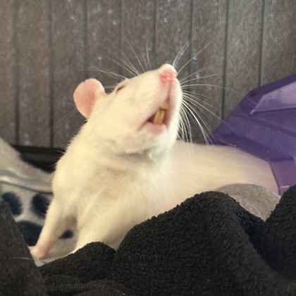 Peanut