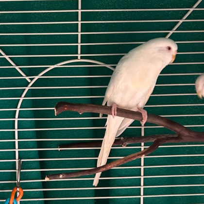 Dill