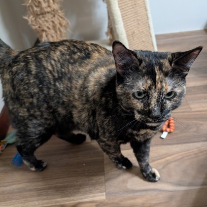 Kiyomi - Staff Pick!