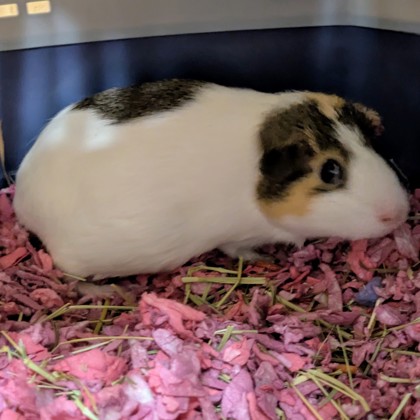 Peanut
