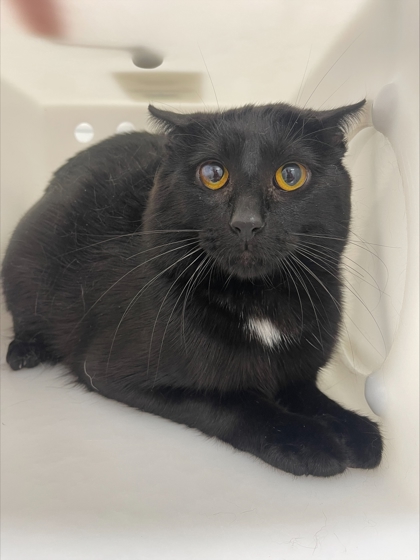 "Pumpkin" - Adoption Hold!