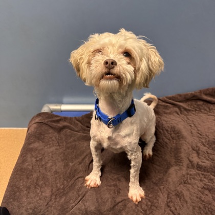 Gordo - Available Tue. Mar. 10 @ 12pm