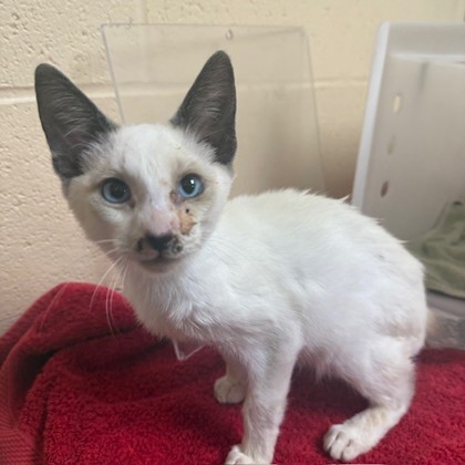"Stitches"-Adoption hold!