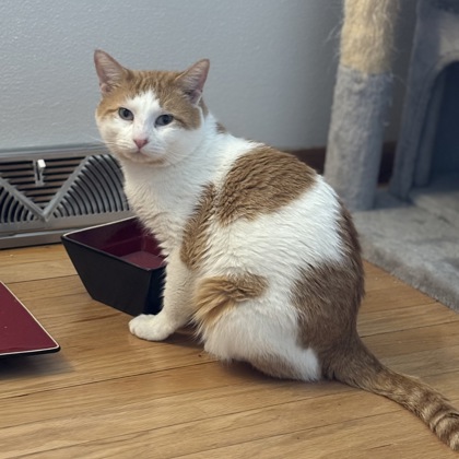 Count Chocula-Video!