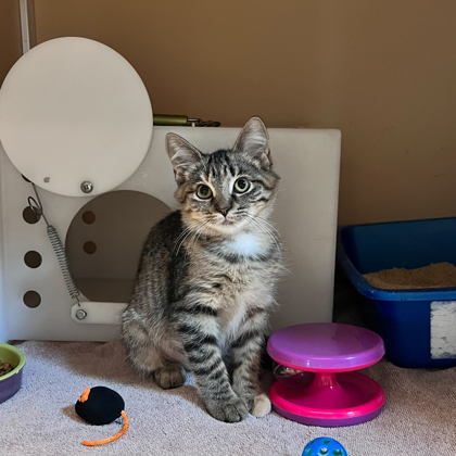 Kit Kat