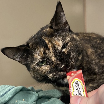 Kiyomi - Staff Pick!