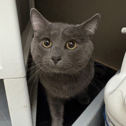 Binx