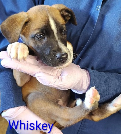 Whiskey