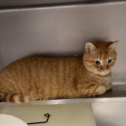 "Whiskers" - Adoption Hold!