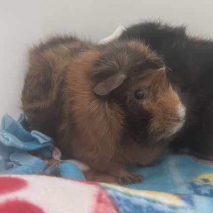 Tweak - Bonded Pair with Kosher!