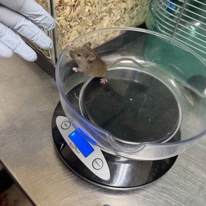 Kiwi