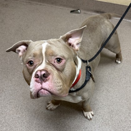 “Pibbles”