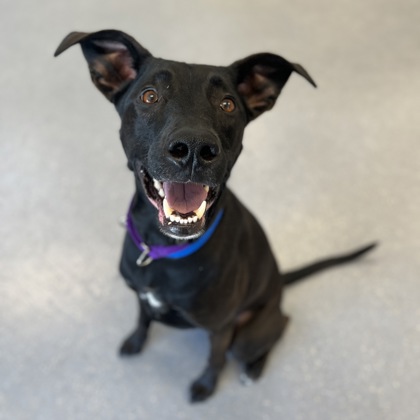 Ozzie - Video & Staff Pick!-Benchwarmer!