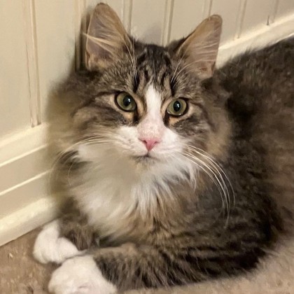 Suki