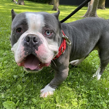 Deebo