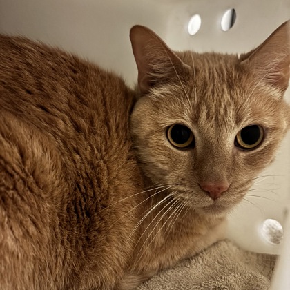 Mister - Required Couple!