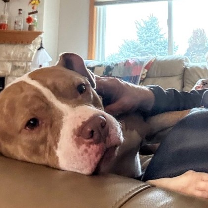 Louie - Video & Benchwarmer!