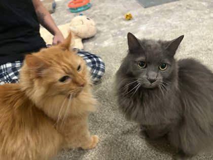 Ed - Required Couple!