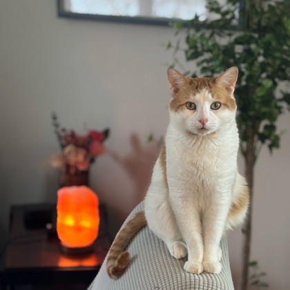 Count Chocula-Video!