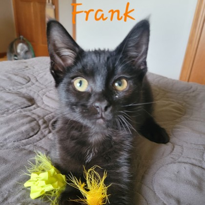 Frank