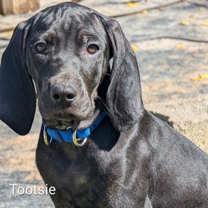 Tootsie
