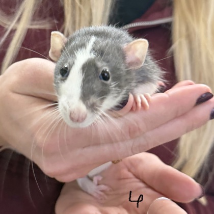 Lumin - Required Pair!