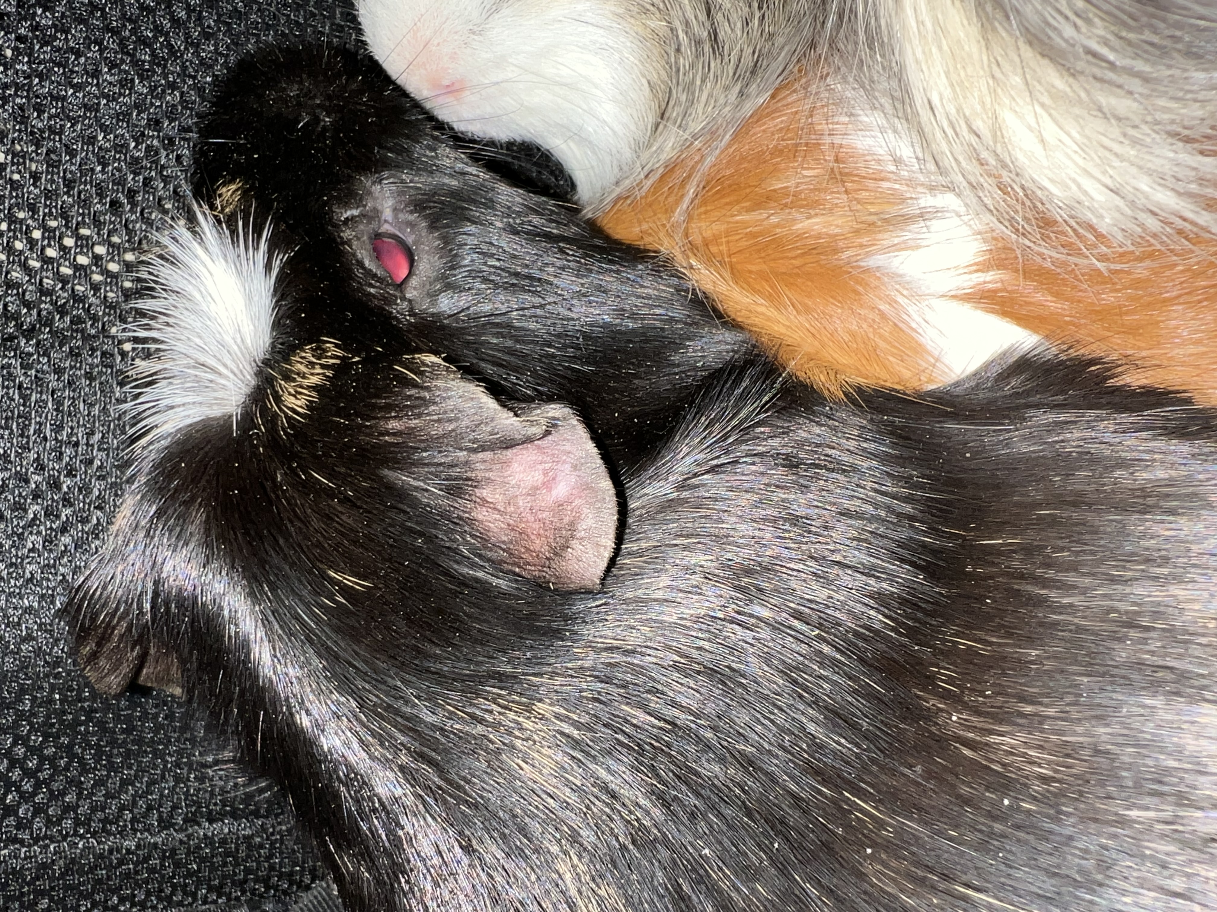 Bean