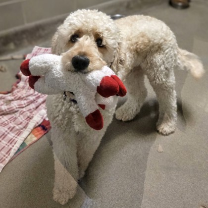 Jasper -Volunteer Pick!