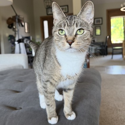 Shasta