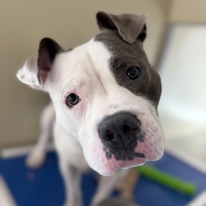 Nahla - Benchwarmer!