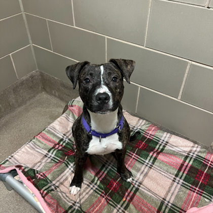 Beans - Staff Pick & Benchwarmer!