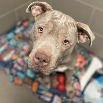 Gabbana - Staff Pick & Benchwarmer!