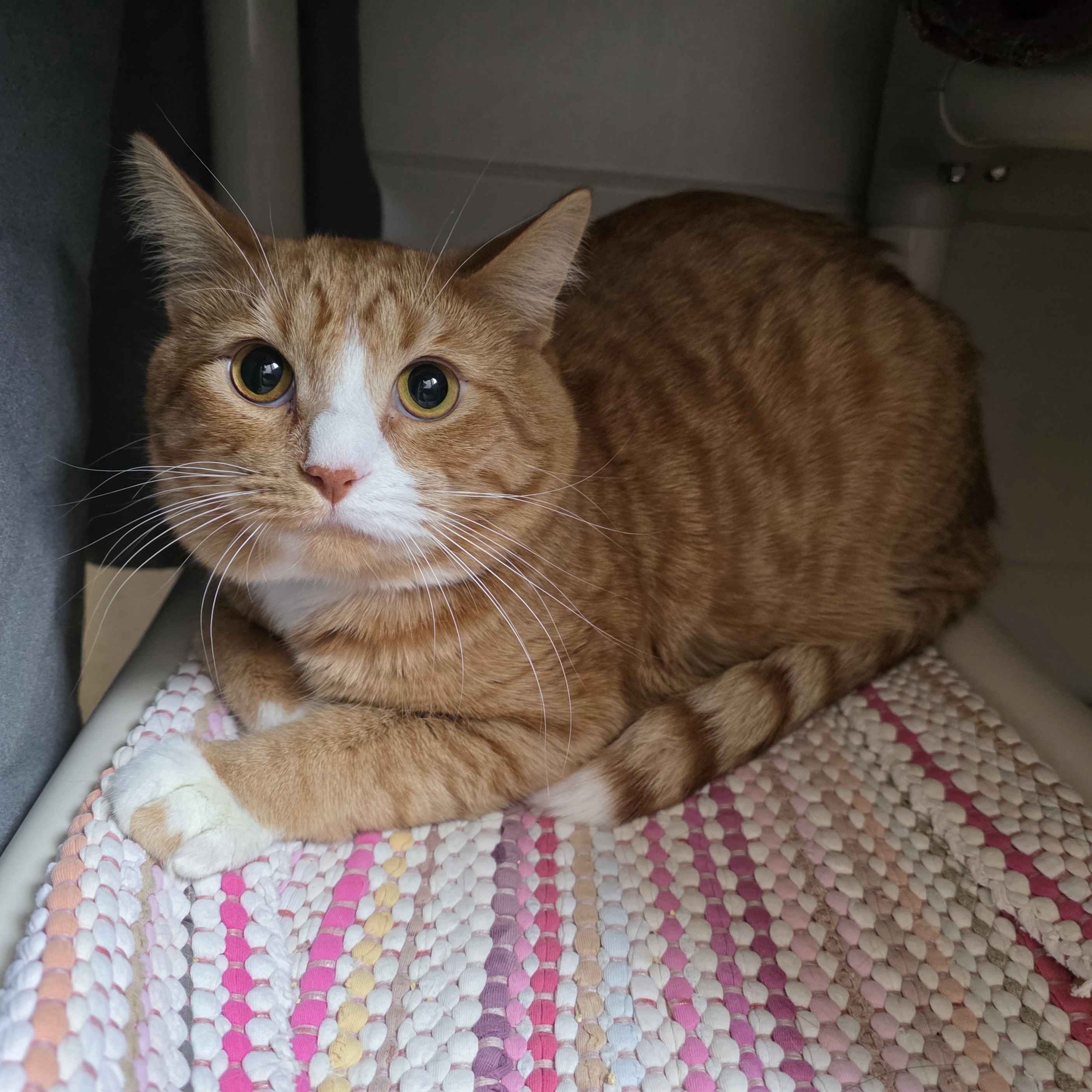 Kylo-Required with Kiki (60280193)