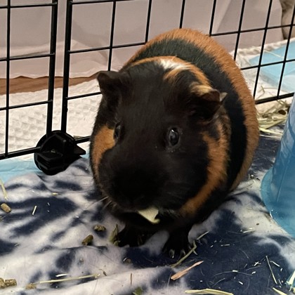 Coco-Bonded Pair - Video!