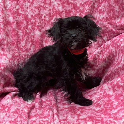 Precious - Available Wed. Jan. 28 @ 11am