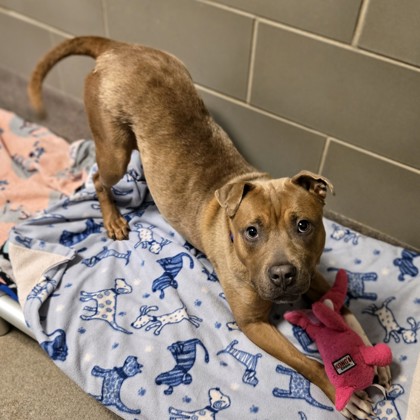 Brownie Girl - Volunteer Pick!