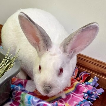 Bunnelly - Available from Foster!