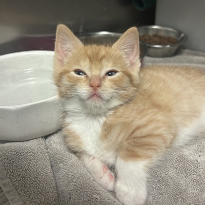 Ginger Adoption Hold!