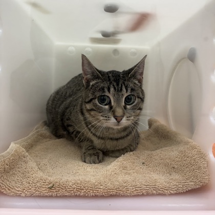 "Sunny" - Adoption Hold!